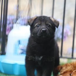 Wolfgang - Sable male German Shepherd puppy in Philippi, West Virginia from Vom Haus Highlands