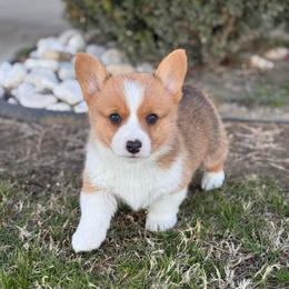 Finn - Red male Pembroke Welsh Corgi puppy in Beggs, Oklahoma from Blue Diamond Corgi’s