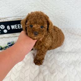 Thunder - Red  male Poodle puppy in Florida from Adorable Toy-Miniature Poodles