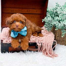 Tyson(Blue Eyes) - Merle male Cavapoo puppy in North Carolina from NC Doodle Puppies