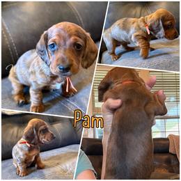 Pam - Dapple female Dachshund puppy in Sulphur Springs, Texas from Waggin Beach Paradise Doxies