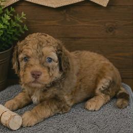 Ridge-Green Collar - Red merle male Aussiedoodle puppy in Grand Blanc, Michigan from B's Aussiedoodles