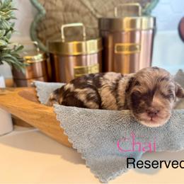 Chai - Chocolate merle female Bernedoodle puppy in Rome, Georgia from Victoria’s Designer Doodles