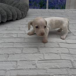 Isabella Based Cream Extreme Piebald Smooth Female - Cream female Dachshund puppy in Killeen, Texas from Southern Dachshunds