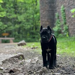 Nova - Cane Corso