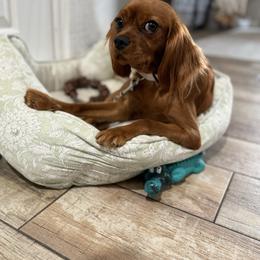 Riley - Cavalier King Charles Spaniel