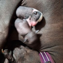 Xoloitzcuintli puppies from Goodhart's Xoloitzcuintli's