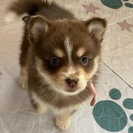 Dolly - Chocolate female Pomsky puppy in Cottrellville, Michigan from Jeanne’s Half Pint Pups
