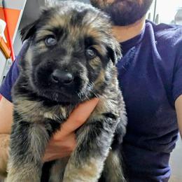 Silver - Black and silver female German Shepherd puppy in Lebanon, Pennsylvania from East Coast k9's