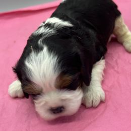 Madison - Tri-color female Cavalier King Charles Spaniel puppy in Burke, New York from Patti’s Puppies