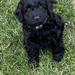 Australian Labradoodle Puppies from Tiny Treasures Australian Labradoodles