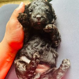 Girl 3 - Poodle puppy in Texas from Paw Prints Of Poodles and Doodles.
