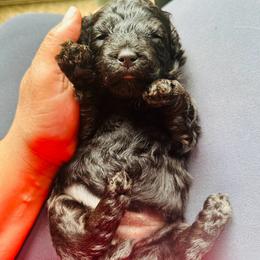 Girl 3 - Poodle puppy in Texas from Paw Prints Of Poodles and Doodles.