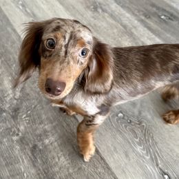 Isabella - Dachshund