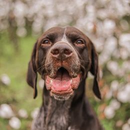 Ryder - German Shorthaired Pointer