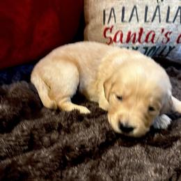 Bowie - Light golden male Golden Retriever puppy in Seville, Ohio from Retriever Ranch