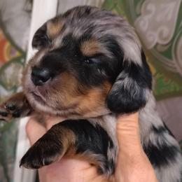 Girl 1 - Dapple female Dachshund puppy in Clayton, Indiana from Love Struck Miniature Dachshunds