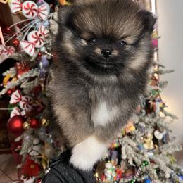 Cinnamon - Orange female Pomeranian puppy in El Paso, Texas from Texas quality pomeranians
