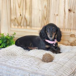AKC Meet Sylvia :) - Black and tan female Dachshund puppy in Centerville, Iowa from Barnyard Dachshunds, Dals & Doodles