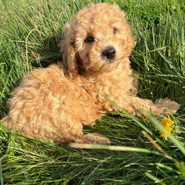 Clyde - Apricot male Maltipoo puppy in Feasterville Trevose, Pennsylvania from HMH’s Maltipoos & Cavaliers