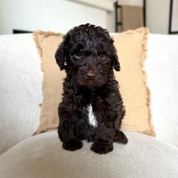 Onyx - Chocolate male Labradoodle puppy in Newark, Ohio from Raising Doodles