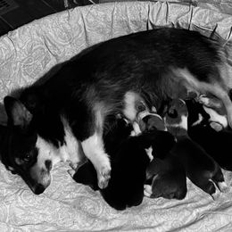 Pembroke Welsh Corgi and Poodle Puppies from Blue Diamond Kennel
