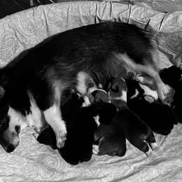 Pembroke Welsh Corgi and Poodle Puppies from Blue Diamond Kennel