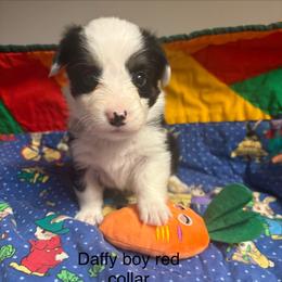 Daffy - White and black male Pembroke Welsh Corgi puppy in Granville, New York from Windy Mountain Kennels