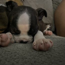 Boston Terrier Puppies from Christina's Boston Terriers