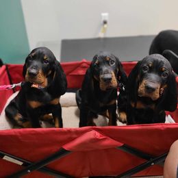 Black and Tan Coonhound Puppies from Summitt Black and Tans