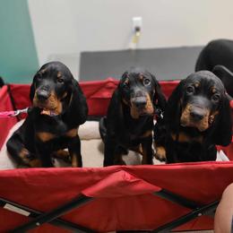 Black and Tan Coonhound Puppies from Summitt Black and Tans