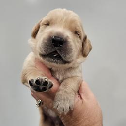 Mr. Green - Light golden male Golden Retriever puppy in Mocksville, North Carolina from Hunting Creek Kennels & Farm