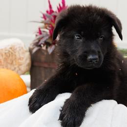Boy 1 - German Shepherd puppy from AKC Black German Shepherds