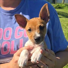 Red Sable Irish-Marked Female - Red white and sable female Rat Terrier puppy in Webb City, Missouri from Rocking 4C
