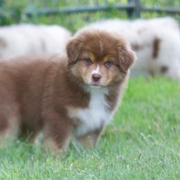 Rtf - Red tri-color female Australian Shepherd puppy in Stephenville, Texas from Diamond H Aussies