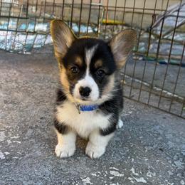 Flynn - Black and tan male Pembroke Welsh Corgi puppy in Saint Johns, Florida from Colebrooke Farm
