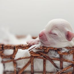 Companion Cross, Maltese, and Maltipoo Puppies from Seeking Shalom Acres Maltese, Maltipoos & Havamalts