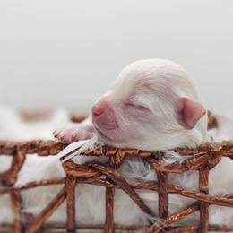 Companion Cross, Maltese, and Maltipoo Puppies from Seeking Shalom Acres Maltese, Maltipoos & Havamalts