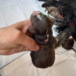 Fairy Dust - Brown and white female Aussiedoodle puppy in Columbia Falls, Montana from Firefly Aussies & Aussiedoodles