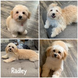 Radley - Havanese