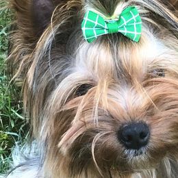 Yorkshire Terriers from Jeanie's Yorkshire Terriers