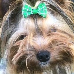 Yorkshire Terriers from Jeanie's Yorkshire Terriers