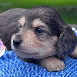 Blue and Cream Boy - Blue and cream male Dachshund puppy in Houston, Texas from L&L 4D Dancer’s Dachshunds