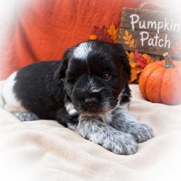 Biscuit - Parti male Miniature Schnauzer puppy in Dorr, Michigan from Enchanted Paws