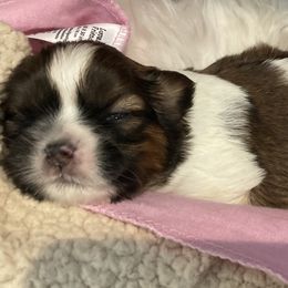 Shih Tzus from Be Dazzled Shihtzu