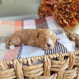 Copper - Red male Bernedoodle puppy in Russell Springs, Kentucky from 270 Doodles