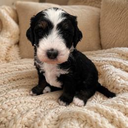 Vega - Tri-color male Bernedoodle puppy in Gilbert, Arizona from LittleLegacyDoodles