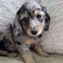Dachshund Puppies from Luyala Dachshunds