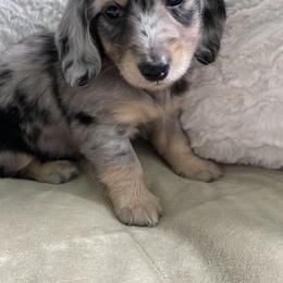 Dachshund Puppies from Luyala Dachshunds