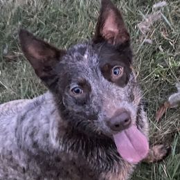 Cinch - Australian Cattle Dog